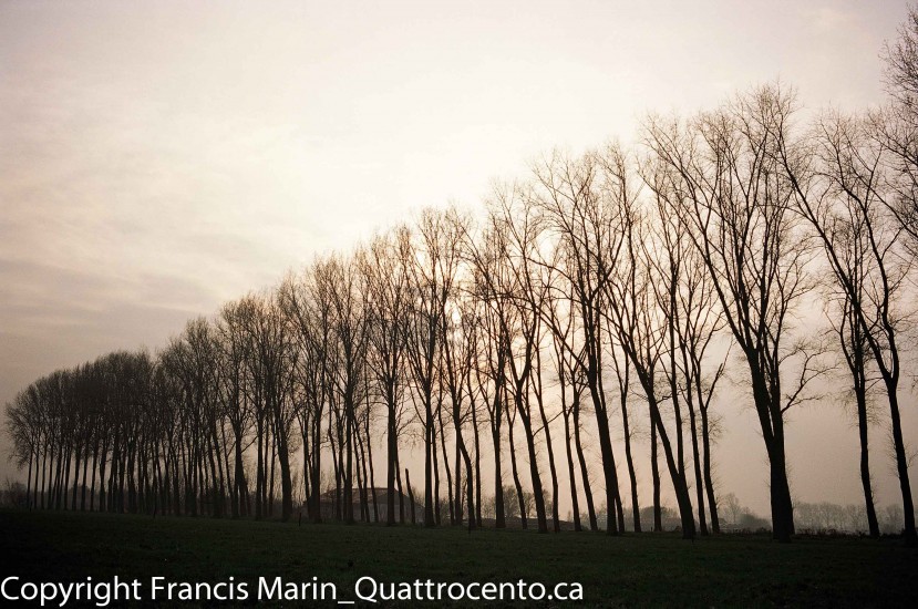 arbres Belgique-08980002