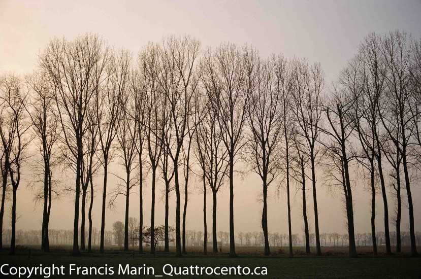arbres Belgique-08980004